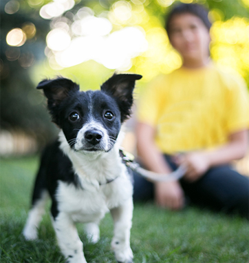 California Casualty offers Pets Best pet insurance